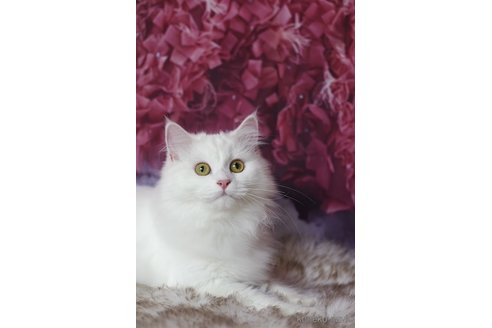 ホワイトちゃん1枚目